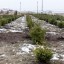 В «Спецавтохозяйстве» в Тирасполе приготовили около 400 живых ёлочек к новому году