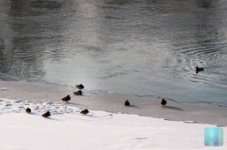 Спасатели предупреждают: на реках и водоёмах республики тает лёд