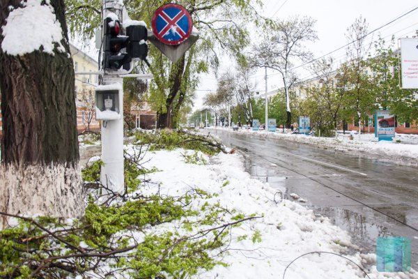 За 24 часа упало более 150 деревьев в Тирасполе