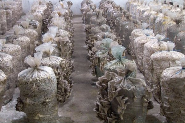 Наладили производство грибов в Каменском районе