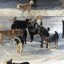 В Бендерах 20 бендерчан пострадали от укусов бродячих собак