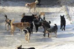 В Бендерах 20 бендерчан пострадали от укусов бродячих собак